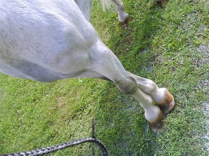 Welsh Mountain (sec A) Fakla Gringo .··..··. Himmelhest - Gringo der er ved at skide i bukserne over en vandslange<3 billede 19