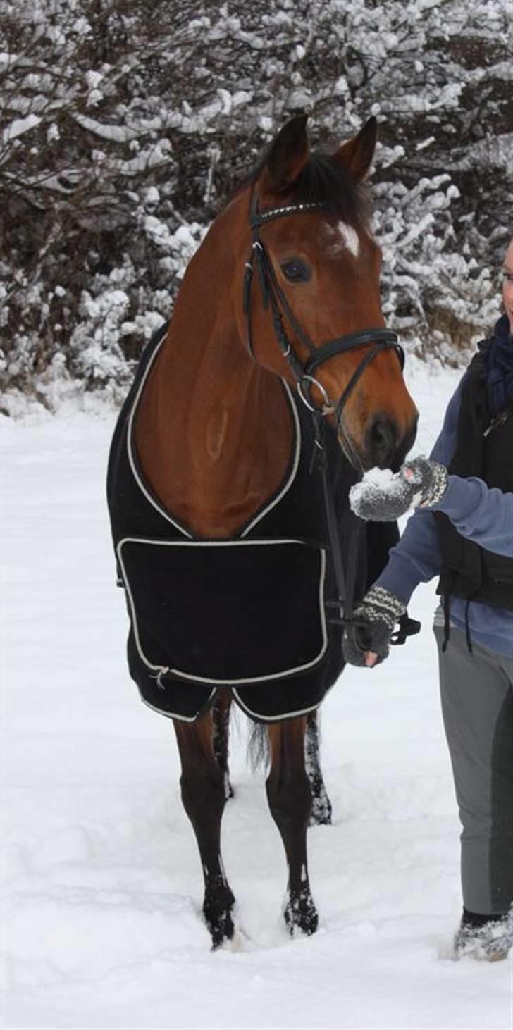 Tysk Sportspony Hazel *;  - prinsessén i sneen, elsker hende! billede 20