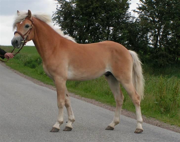 Haflinger Nickleback (Notting Hill) - Fantastisk Haflinger hingst kom til Danmark! billede 2