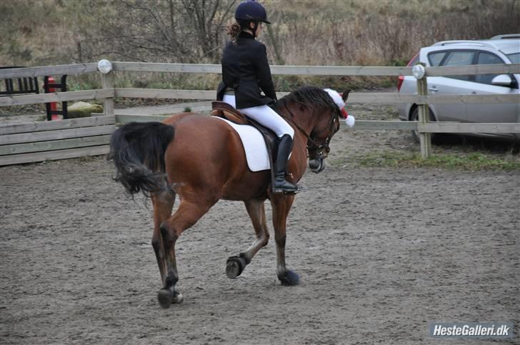Anden særlig race Zarahby  - når enden er god så er alting godt hehe foto: becca billede 17