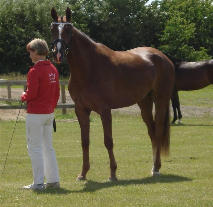 Dansk Varmblod Lunderups red hot chili billede 16