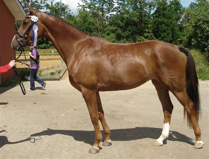 Dansk Varmblod Lunderups red hot chili billede 17