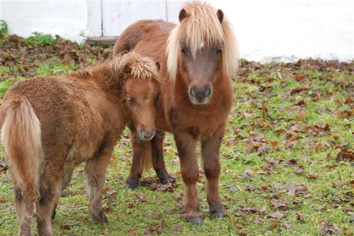 Shetlænder Lulu - 1) Lulu og Anton i 2009. billede 5