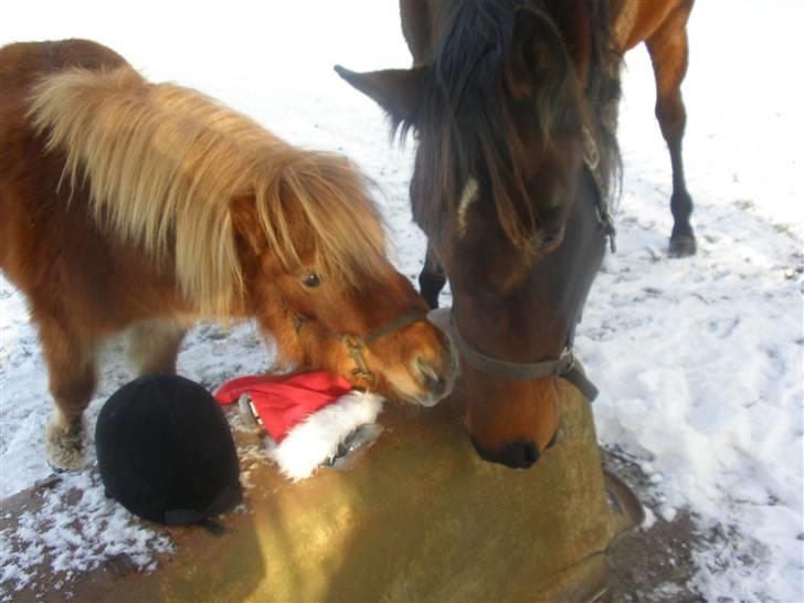 Shetlænder boris R.I.P :'( billede 13