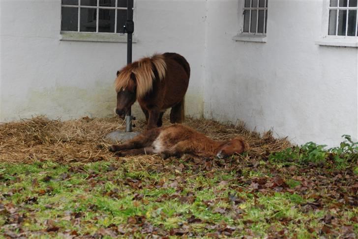 Shetlænder Lulu - 2) Hyggetid! billede 6
