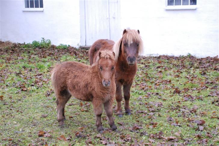 Shetlænder Lulu - 11) billede 13