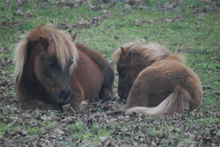 Shetlænder Lulu - 3) Nurh så søde! billede 7