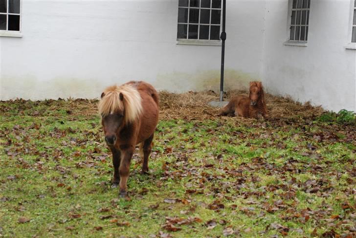 Shetlænder Lulu - 4)  billede 8