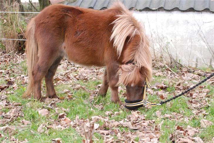 Shetlænder Lulu - 5)  billede 9