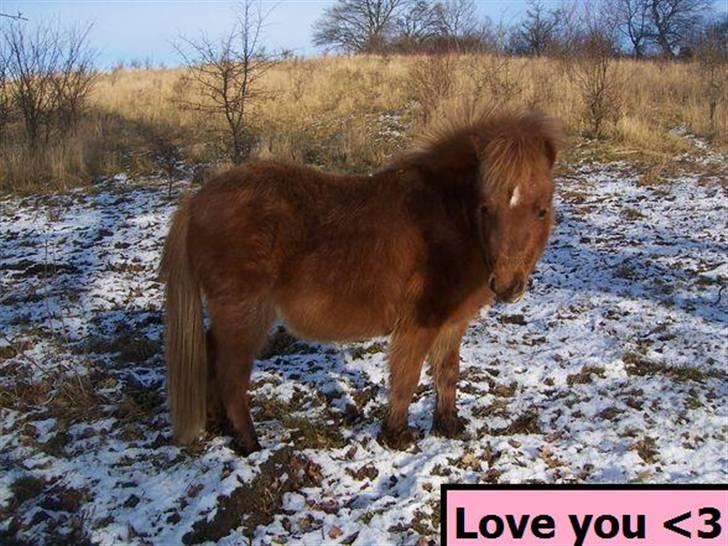 Shetlænder Lulu - 6) Lulu, før jeg købte hende. billede 10