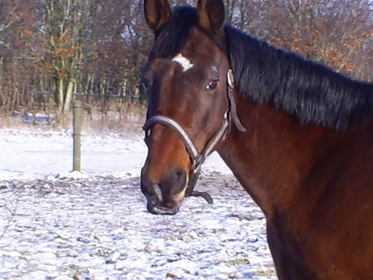 Trakehner Rythuna billede 13