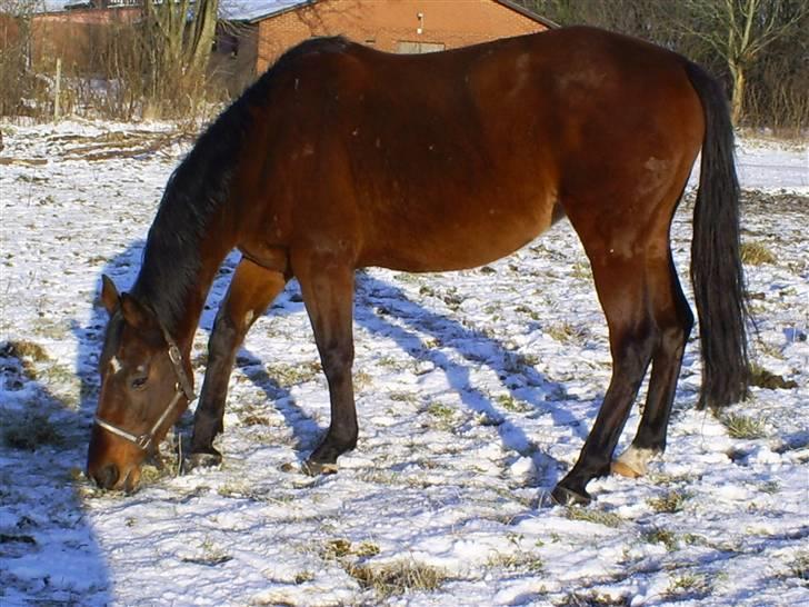 Trakehner Rythuna billede 14