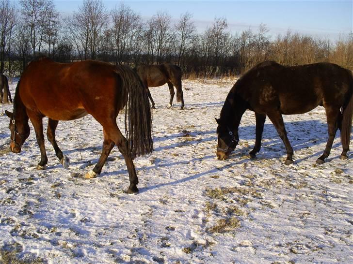 Trakehner Rythuna billede 15