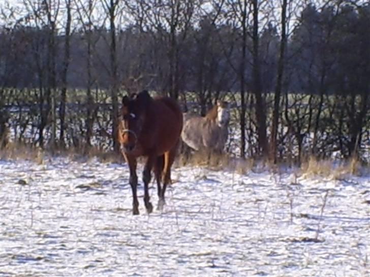 Trakehner Rythuna billede 16