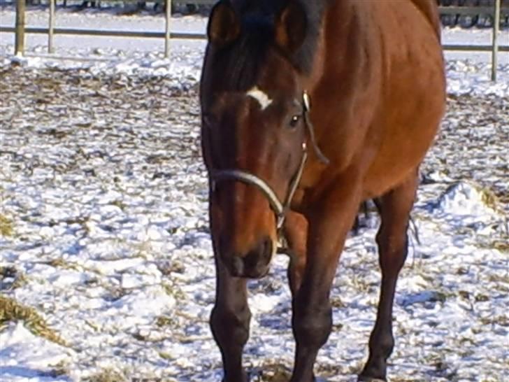 Trakehner Rythuna billede 17