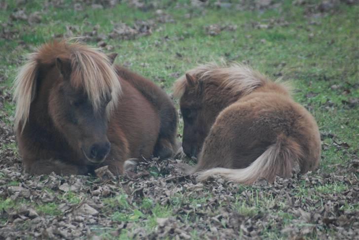 Shetlænder Anton - 1) Yin og yang. billede 1