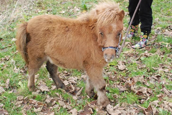 Shetlænder Anton - 3)  billede 3