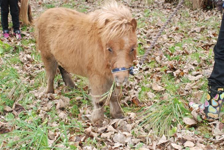 Shetlænder Anton - 4) billede 4