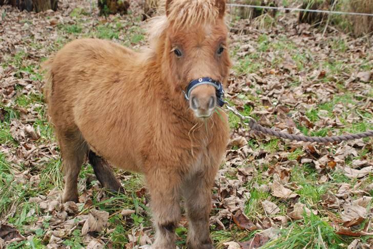Shetlænder Anton - 5)  billede 5