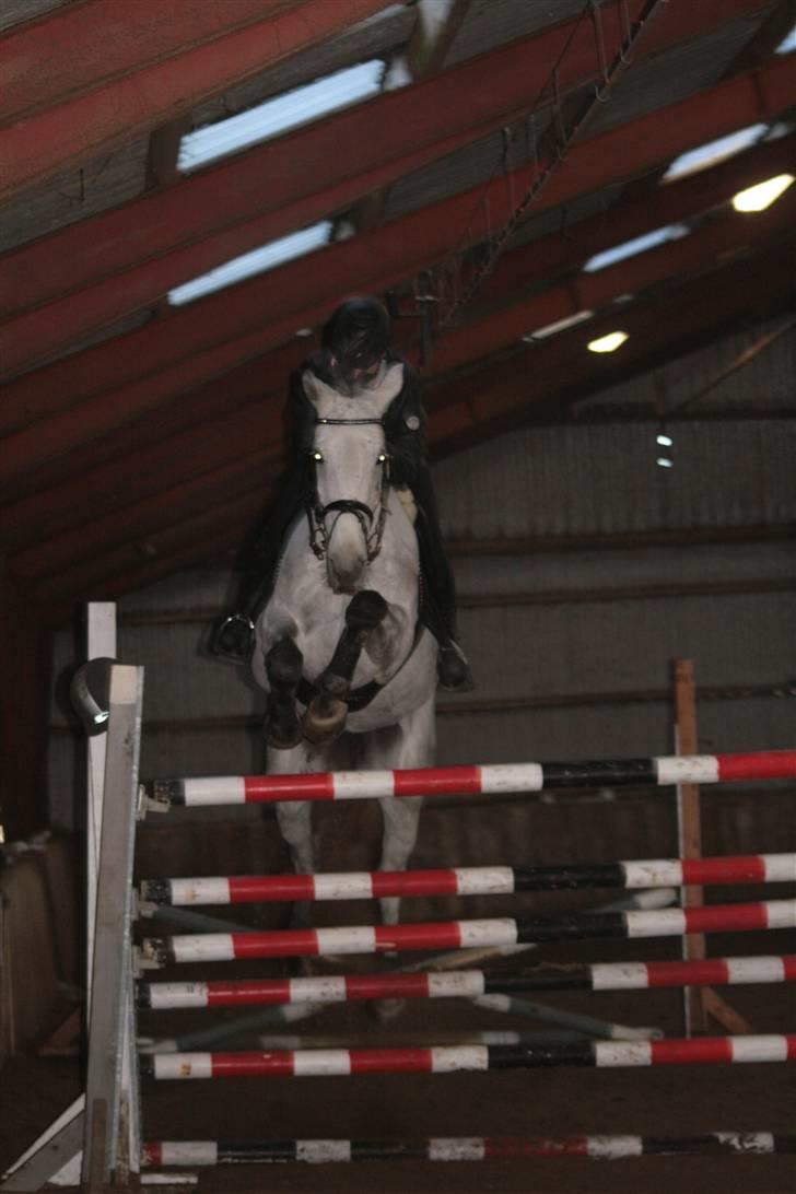 Holstener Roxette - solgt. - Sponsor springning på SPS, sluthøjde 170cm. - hun ragede 175 ned 3 gange. (: men pyt  - jeg elsker dig! Foto: Michala Bisballe. billede 15