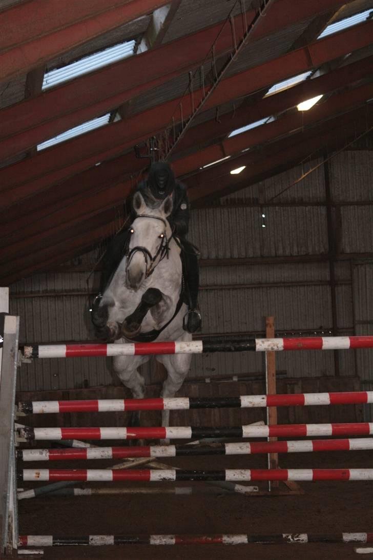 Holstener Roxette - solgt. - Sponsor springning på SPS, sluthøjde 170cm. - hun ragede 175 ned 3 gange. (: men pyt  - jeg elsker dig! Foto: Michala Bisballe. billede 16