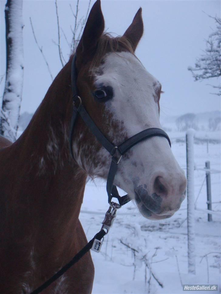 Paint Gamblers Zip Enough solgt - zip i sne 08 fotograf: ditte :)  billede 15