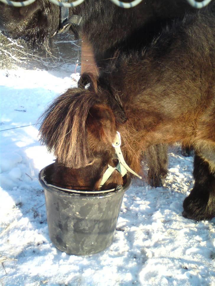 Falabella Don Ø Aksel billede 2