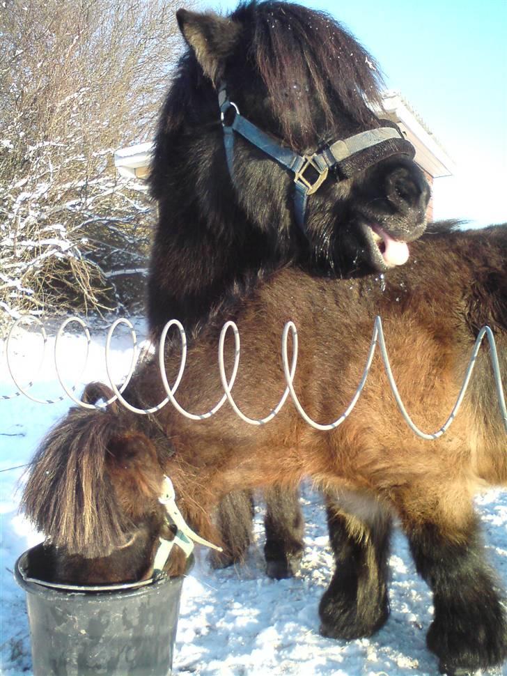 Falabella Don Ø Aksel billede 3