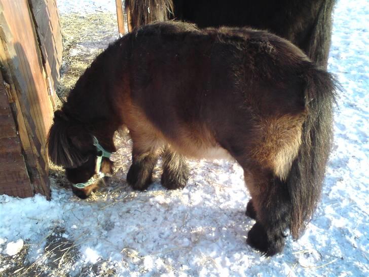 Falabella Don Ø Aksel billede 4