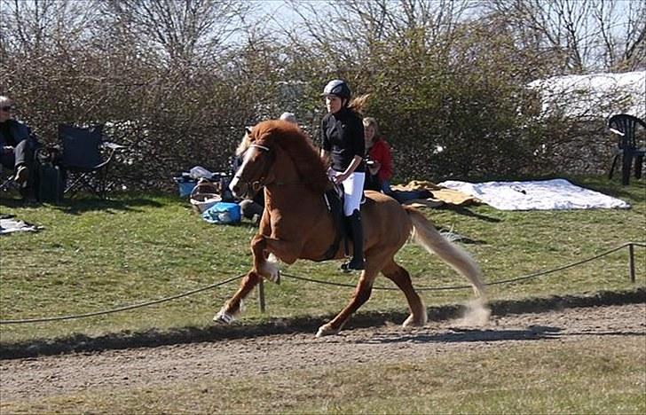 Islænder Sævar från Musö - 14} elsker ham! foto : caroline storch<3 billede 12