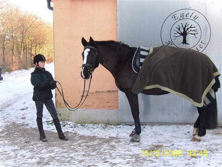 Oldenborg Saskin ( Halvpart) - Et stald billede mere. billede 3