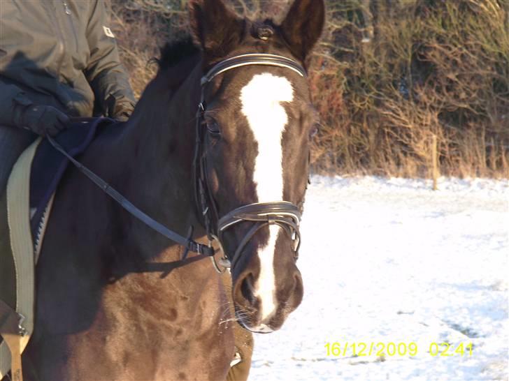 Oldenborg Saskin ( Halvpart) - Du er køn. billede 6
