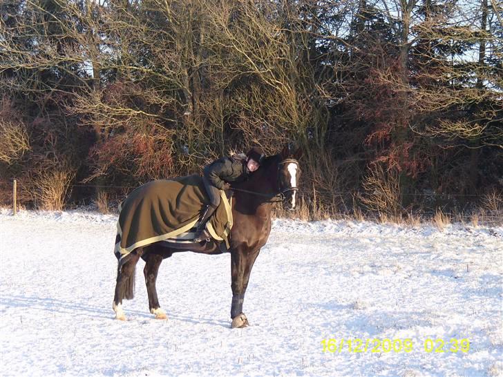 Oldenborg Saskin ( Halvpart) - Tak for kigget, der kommer snart ridebilleder. billede 8