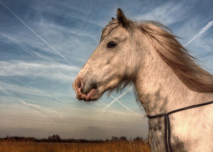 Irish Cob Little Big Bobby Beer - #17 - Chiloux foto. billede 17