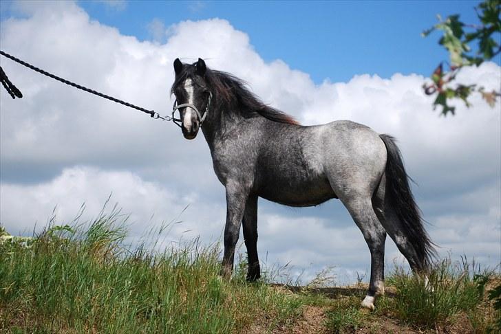 Welsh Mountain (sec A) Lærkegårdens Bad Boy .. Solgt .. - sommer 2010 billede 1