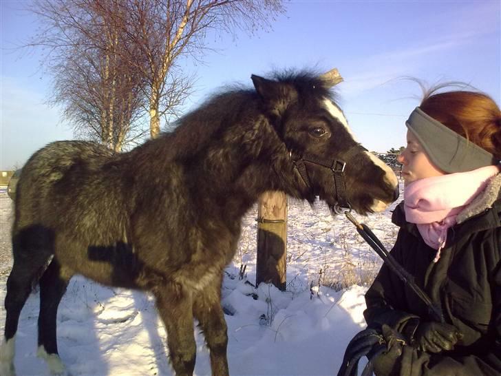 Welsh Mountain (sec A) Lærkegårdens Bad Boy .. Solgt .. - jeg ser lige hvad du er for en billede 2