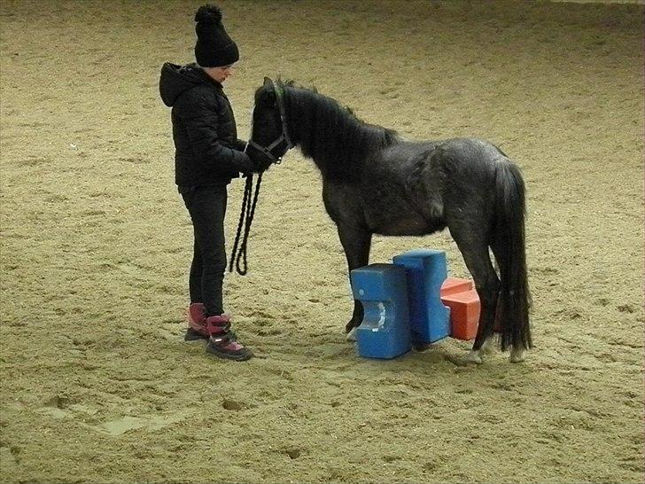 Welsh Mountain (sec A) Lærkegårdens Bad Boy .. Solgt .. billede 3