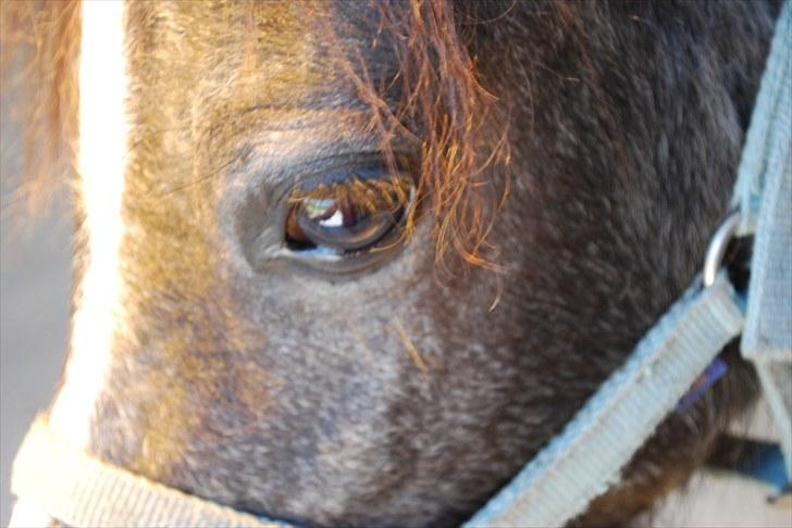 Welsh Mountain (sec A) Lærkegårdens Bad Boy .. Solgt .. billede 4