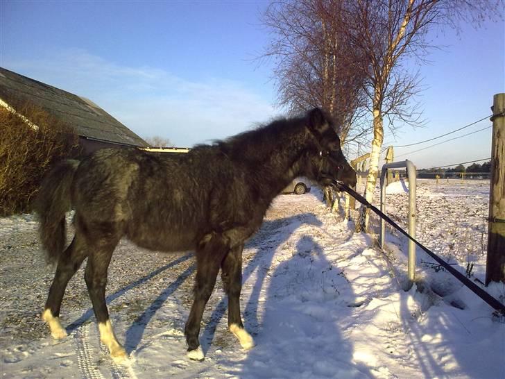 Welsh Mountain (sec A) Lærkegårdens Bad Boy .. Solgt .. billede 5