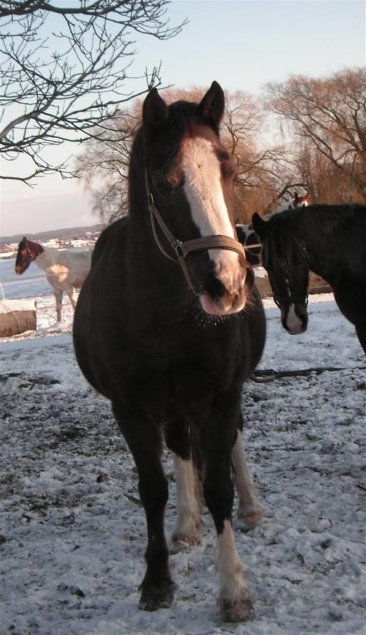 Welsh Cob (sec D) Cwmheulog Lisa billede 8