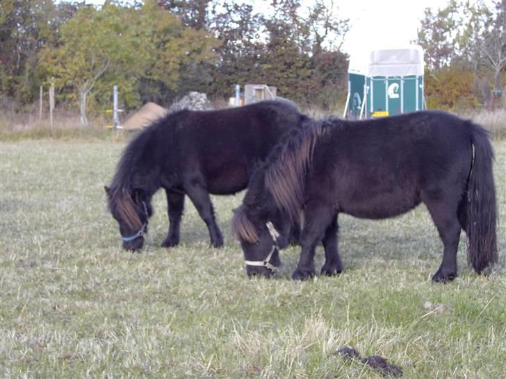 Dansk Miniature Schack´s Dark Lady - Det er nu der skal spises billede 10
