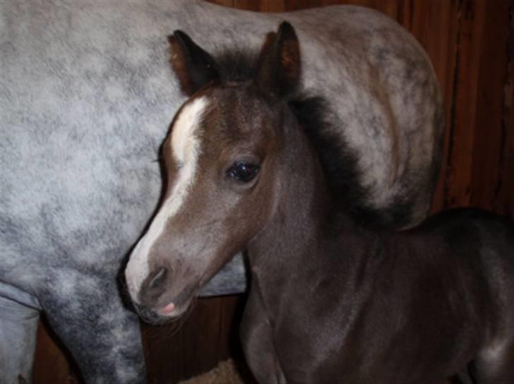 Welsh Mountain (sec A) Lærkegårdens Bad Boy .. Solgt .. - ved avler som føl.. 
<3sååååå sød<3 billede 6