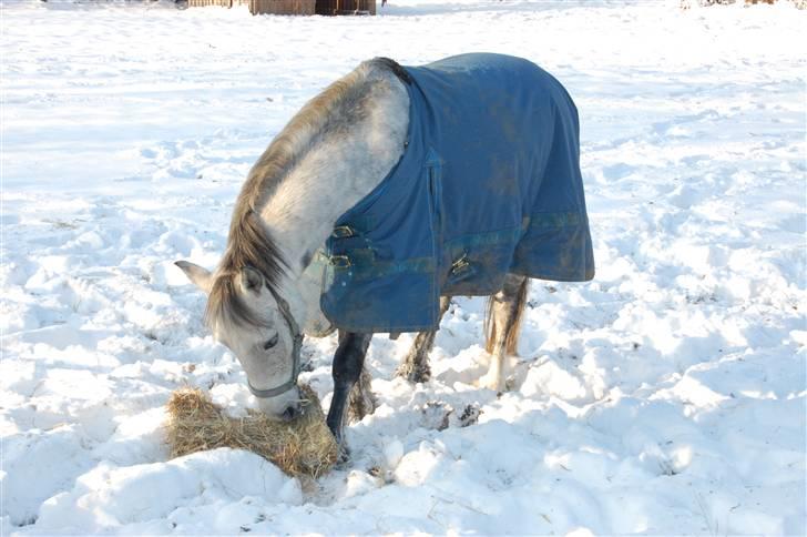 Anden særlig race Kongsgodsgaards Gucci - dejlig hoppe i meget sne:) billede 8