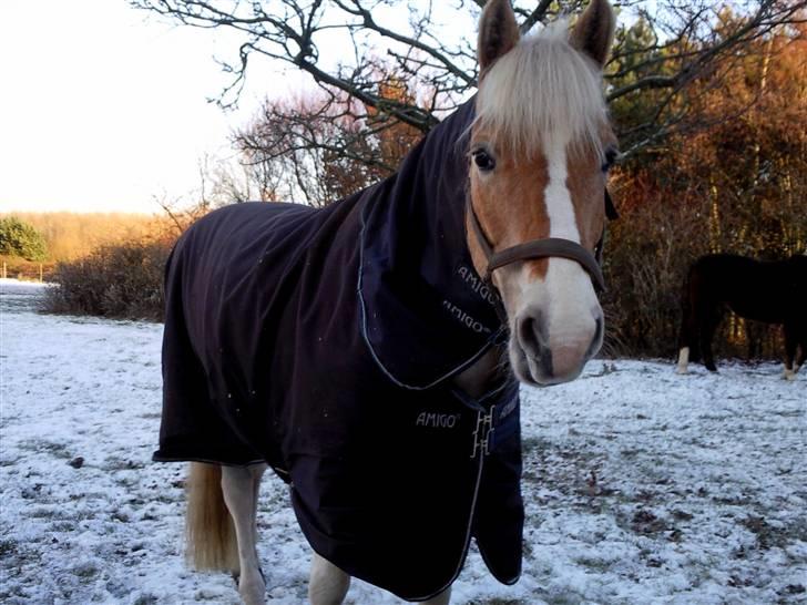 Haflinger Nanok Bravo Lundgaard (B) - Nanok foran stalden i juleferien //mig billede 15