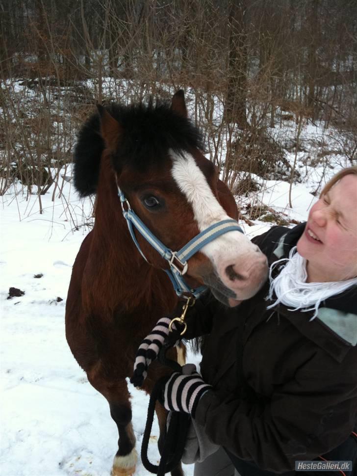 Welsh Mountain (sec A) Aladin | Gl. part | - Frække frække pony!! Foto: anne billede 2