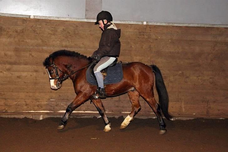 Welsh Mountain (sec A) Aladin | Gl. part | - Arbejdstrav venstre volte Foto CSJ billede 8