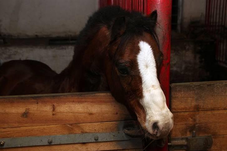 Welsh Mountain (sec A) Aladin | Gl. part | - Nurh... han er bare for sød! Foto CSJ billede 9