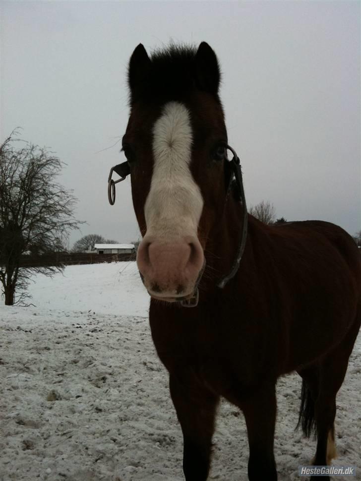 Welsh Mountain (sec A) Aladin | Gl. part | - Alaadin på fold:P Foto anne  billede 11