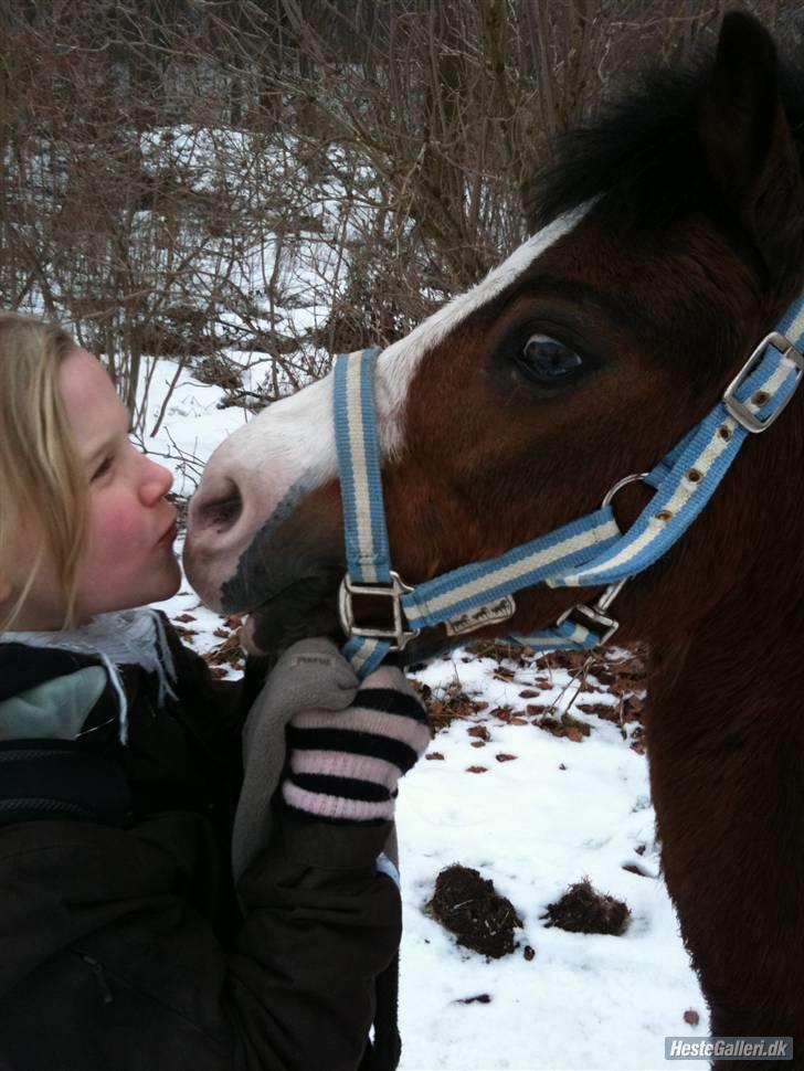 Welsh Mountain (sec A) Aladin | Gl. part | - I will love you for ever!<3 foto: anne billede 12