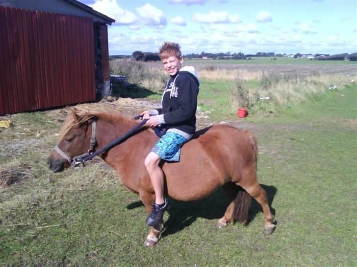 Shetlænder Hedelunds Anja - Emil mente han også kan ride. så måtte han jo få en tur på anja...! 2010 billede 16